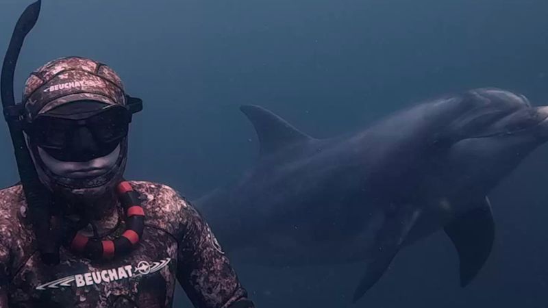 Dziki delfin zaprzyjaźnia się z nurkiem i zaprasza go do słodkiej zabawy w aportowanie