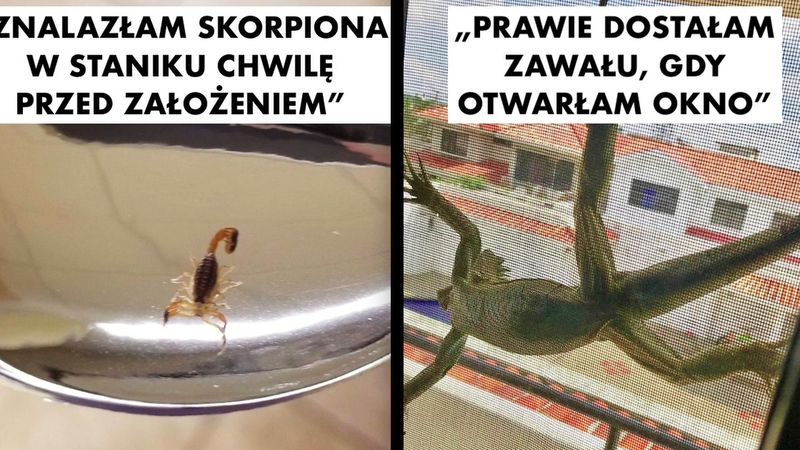 17 ludzi, którzy zostali nawiedzeni przez zwierzęta, gdy w ogóle się tego nie spodziewali