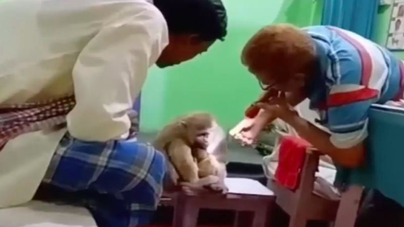 Dzika małpa wchodzi do gabinetu lekarskiego, aby uzyskać pomoc dla swojego dziecka