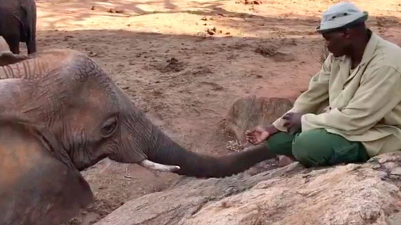 Uratowany słoń wynurza się z dziczy, aby spotkać się z człowiekiem, który dawniej go wychował