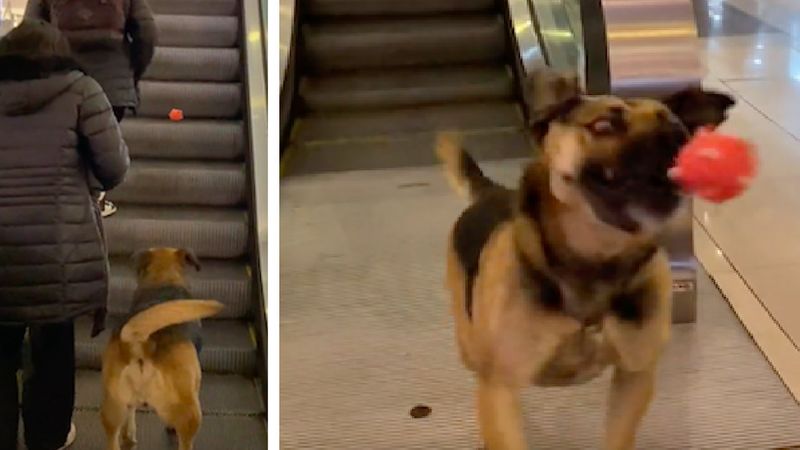 Bezpański pies namawia nieznajomych z centrum handlowego do zabawy w aportowanie