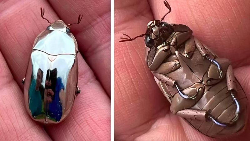 Znalazł niesamowitego chrząszcza, który jest zbyt oszałamiający, aby mógł być prawdziwy