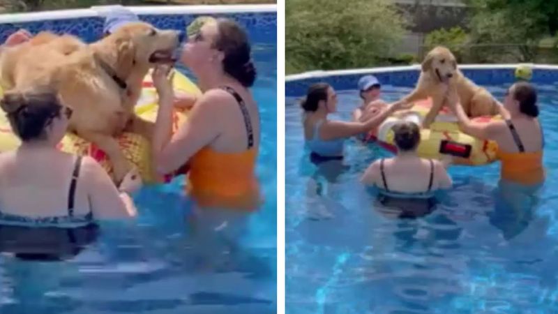 Zupełnie obcy pies wpada na przypadkową imprezę basenową i całkowicie rozwala system