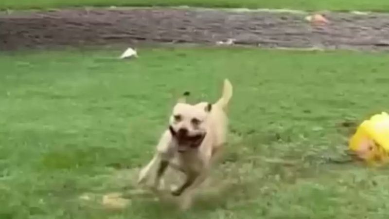 Pies, który był 175 dni w schronisku, zaczął tańczyć w deszczu, gdy w końcu opuścił placówkę