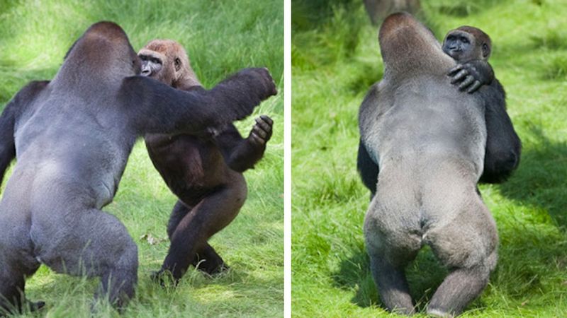 Dwa goryle nie mogły przestać się przytulać podczas wzruszającego spotkania po 3 latach rozłąki