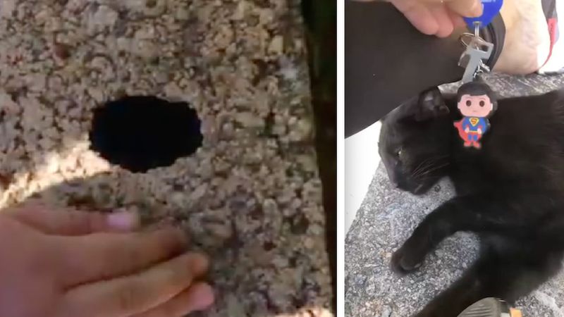 Kot sąsiada przychodzi na ratunek kobiecie, której klucze wpadły do maleńkiej dziury
