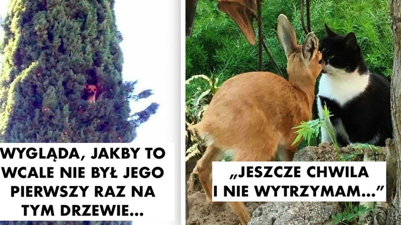 20 fotek zwierzaków przyłapanych na robieniu mega śmiesznych i dziwnych rzeczy