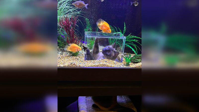 Zaprojektowali specjalne akwarium dla swojego kota, który uwielbia obserwować ryby