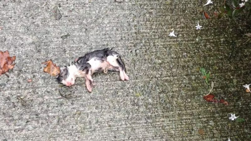 Maleńka kotka leżała w deszczu na betonie. Samotnie i po cichu umierała