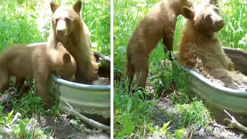 Leśna kamera zarejestrowała niezwykły materiał z udziałem dwóch niedźwiedzi. „Wyjątkowy filmik”