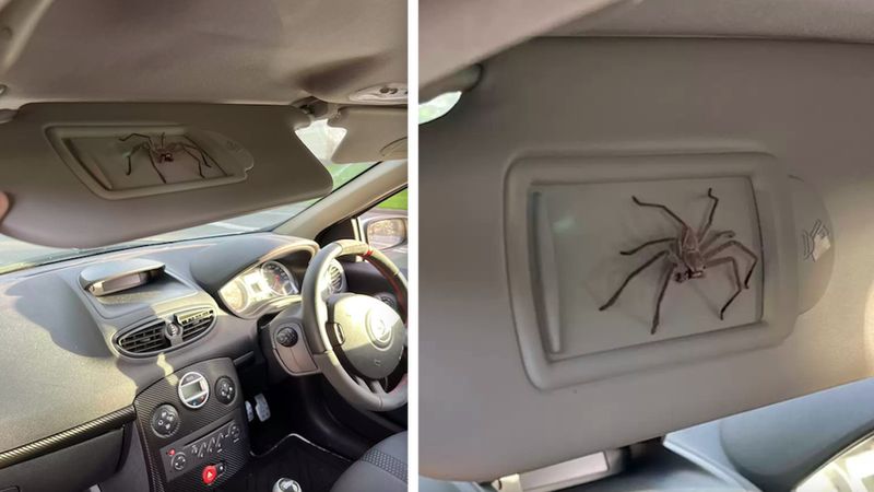 Od ponad roku dzieli samochód z ogromnym pająkiem. „Jazda z nim jest ekscytująca”