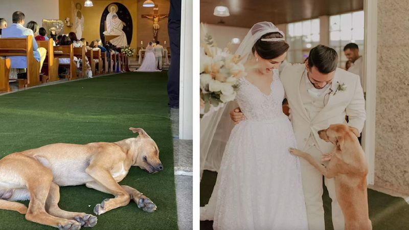 Bezdomny pies przedostaje się na ślub pary – i staje się częścią ich rodziny