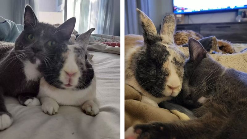 Uratowany królik „adoptuje” kotkę i zostaje jej najlepszym przyjacielem na zawsze
