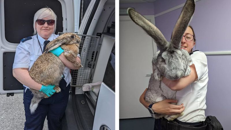 Uratowano gigantycznego królika, wielkości średniego psa. Co za uszy!