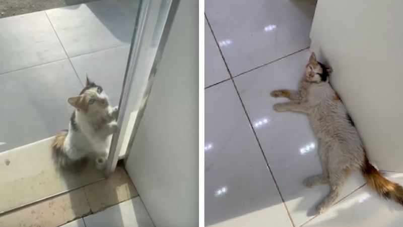 Sklepikarz otwiera drzwi przed bezdomnym kotem, który błagał go o pomoc podczas fali upałów