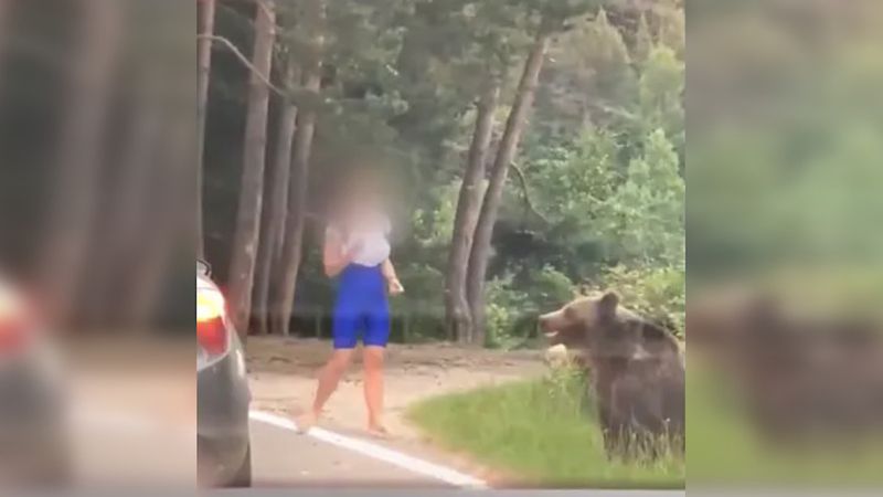 Niedźwiedź zaatakował turystkę! Kobieta chciała zrobić sobie z nim zdjęcie