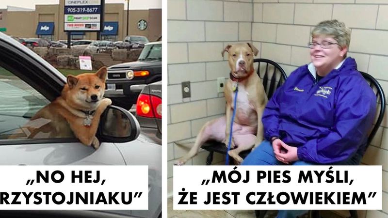 18 zwierzaków, które w poprzednim życiu chyba były ludźmi