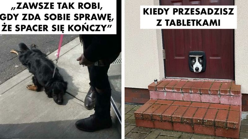 15 najbardziej głupkowatych zdjęć psów, jakie kiedykolwiek widzieliśmy