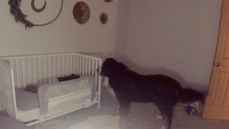 Wielki berneński pies pasterski co noc zakradał się do pokoju ich synka. Pokazali nagranie