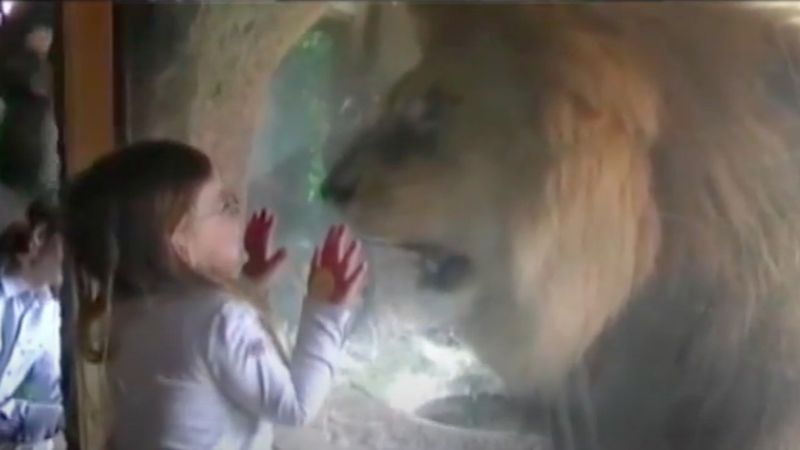 3-latka dała lwu buziaka przez szybę. Nie mogła przewidzieć, jak zareaguje dziki zwierzak