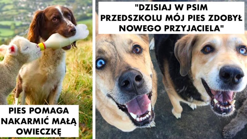 15 kochanych zwierzątek, które mają w sobie tyle miłości, że mogłyby nią obdzielić cały świat