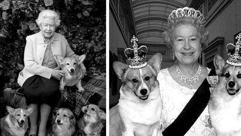 Psy królowej straciły swoją ukochaną panią. Co się z nimi stanie po śmierci monarchini?