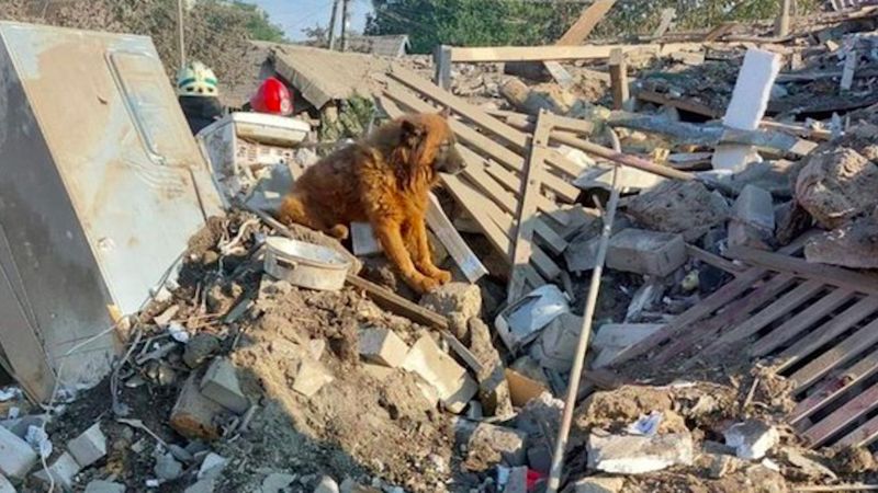 Dniepr: Znaleźli psa w gruzach zniszczonego domu. Czekał za swoją rodziną i cały wył z tęsknoty