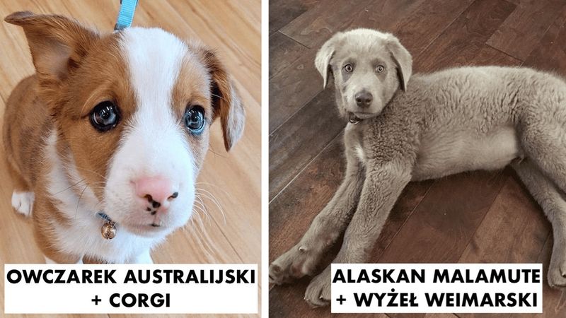 20 niezwykłych psów, które powstały w wyniku skrzyżowania różnych ras