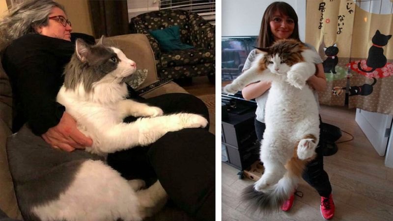 25 ogromnych kotów, których rozmiary przekraczają najśmielsze oczekiwania