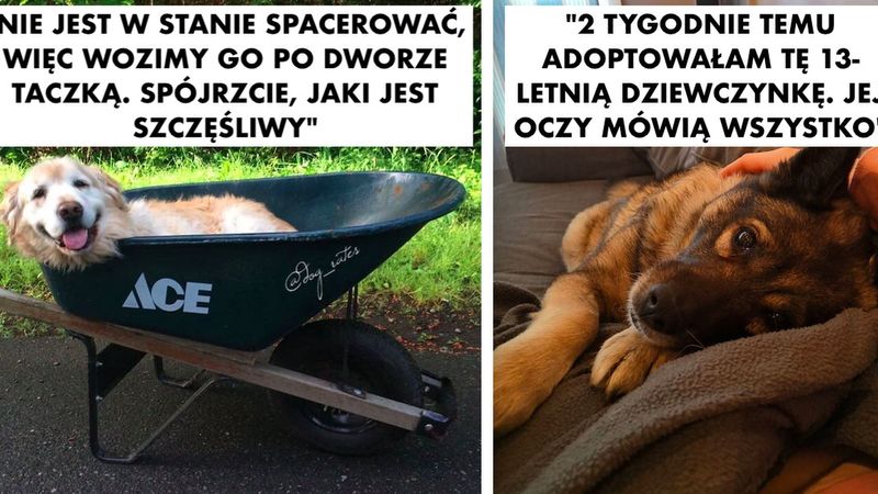 20 psich seniorów, które cieszą się swoimi złotymi latami. Bo starszy – nie znaczy gorszy!