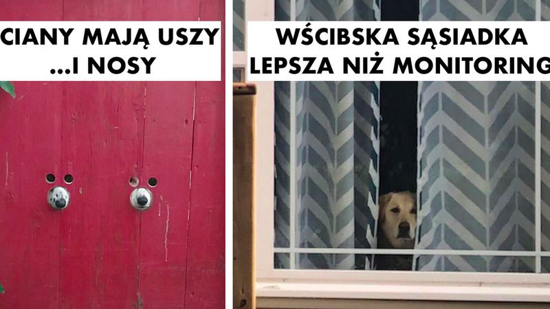 20 wścibskich psiaków, które kochają wsadzać nos w nie swoje sprawy