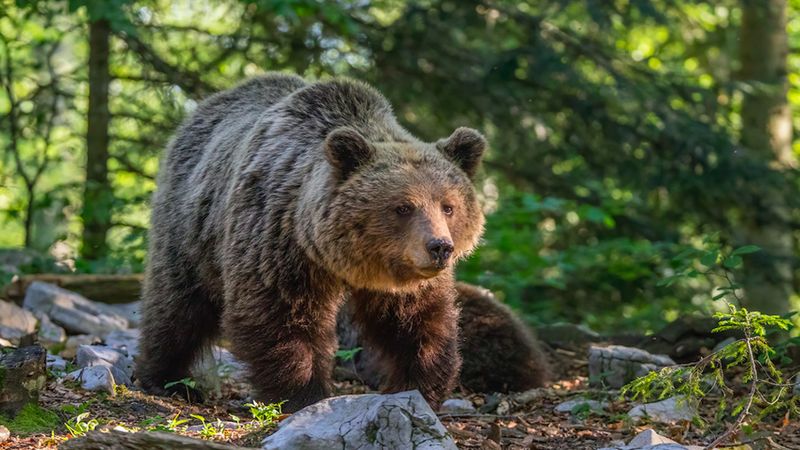 Wygłodniały niedźwiedź napadł w lesie na 84-klatkę. Nie wiedział, z kim zadarł