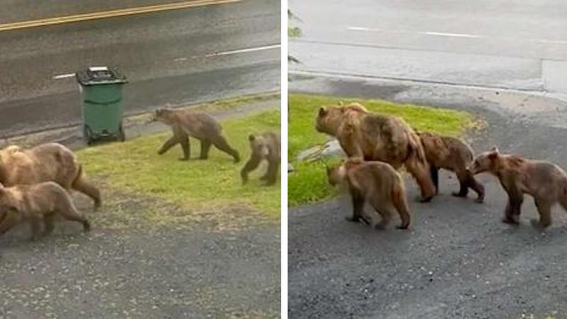Grupa niedźwiedzi przechadza się po ulicy! Tuż obok tereny zamieszkane przez ludzi