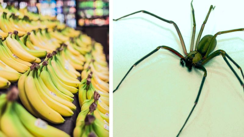 Podkarpacie: Kobieta ugryziona przez egzotycznego pająka, który ukrywał się wśród bananów