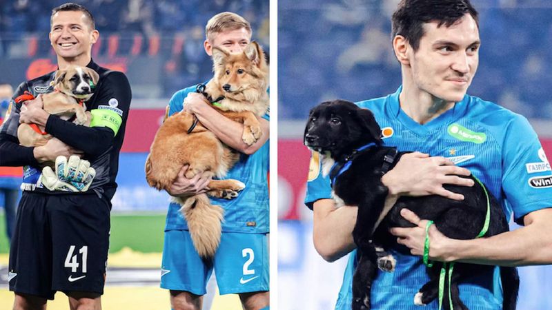Piłkarze weszli na boisko, niosąc w ramionach psy ze schroniska, które potrzebują domów