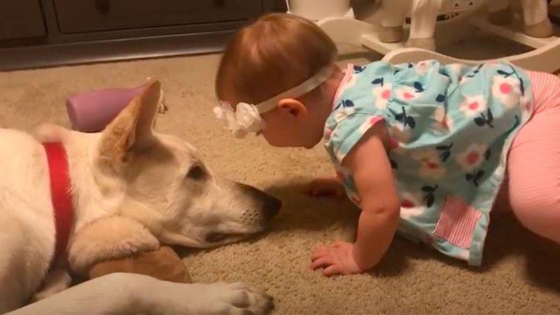Dziewczynka obsypuje psiaka buziakami. Rodzice nie spodziewali się, jak zareaguje czworonóg