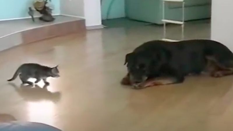 Malutki kotek próbuje rzucić się na ogromnego rottweilera. Filmik zwala z nóg