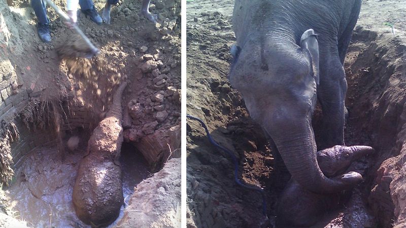 Słonica spędza 11 godzin rozpaczliwie próbując wyciągnąć swoje dziecko z błotnistej studni