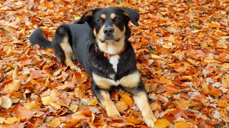 Jesienią na psy czyha śmiertelne niebezpieczeństwo. Ostrzeżenie dla wszystkich właścicieli