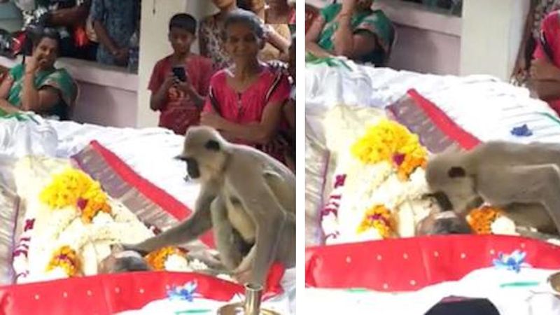 Małpa przyszła na pogrzeb, by pożegnać ukochanego człowieka. Ciężko patrzeć na to, co robiła