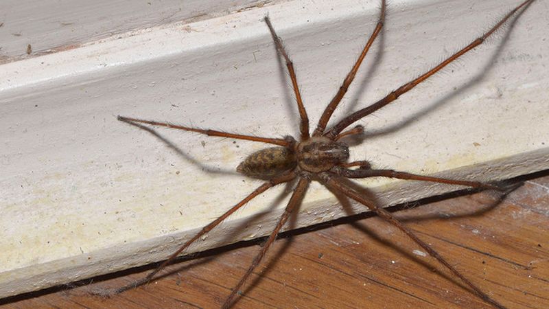 Zabijasz pająki w domu? Entomolog ostrzega: „To błąd, którego bardzo szybko pożałujesz”