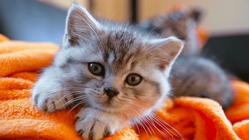 Dlaczego koty ugniatają łapkami? Będziesz zaskoczony, jak urocza jest tego przyczyna