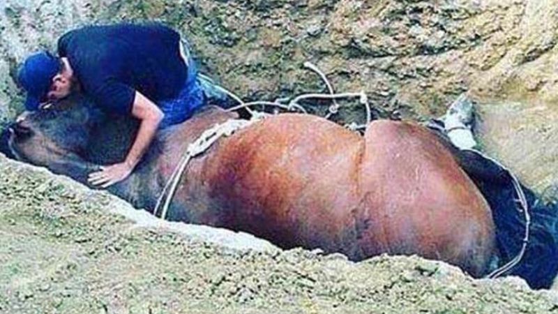 Był zmuszony zakopać konia w dziurze. Robiąc to, łzy ciekły mu po policzku