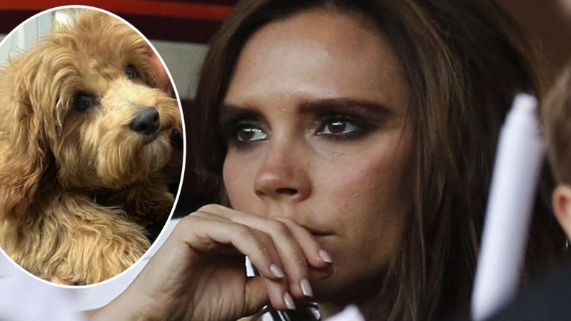 Victoria Beckham w szoku! Pies niszczy jej kalendarz adwentowy za prawie 2 tysiące