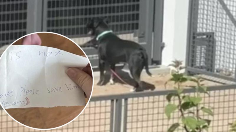 Znalazła porzuconego psa wraz z listem. Rozpłakała się, gdy go przeczytała
