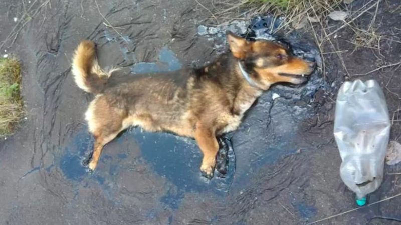 Pies zastygnięty w smole wył i skomlał o pomoc. Wpadł w straszną pułapkę