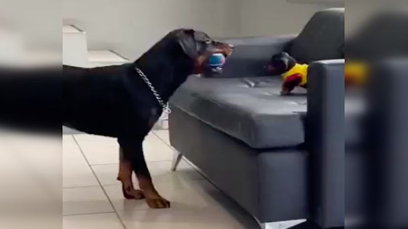 Wielki pies uczy szczeniaczka, jak się bawić piłką. Sposób, w jak to robi, rozkłada na łopatki