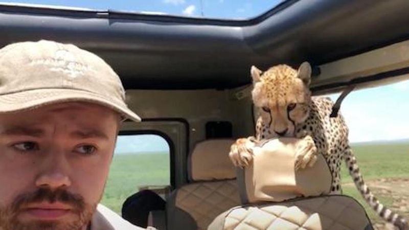Gepard wdarł się do samochodu turysty. Przerażające nagranie z safari