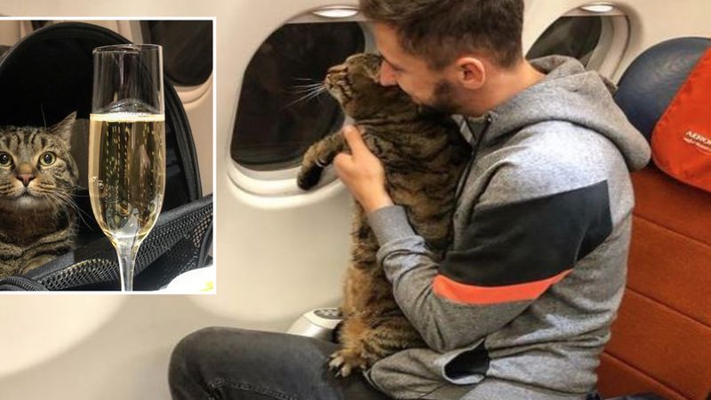 Nie wpuścili jego kota do samolotu, bo był za gruby. Właściciel postanowił ich przechytrzyć