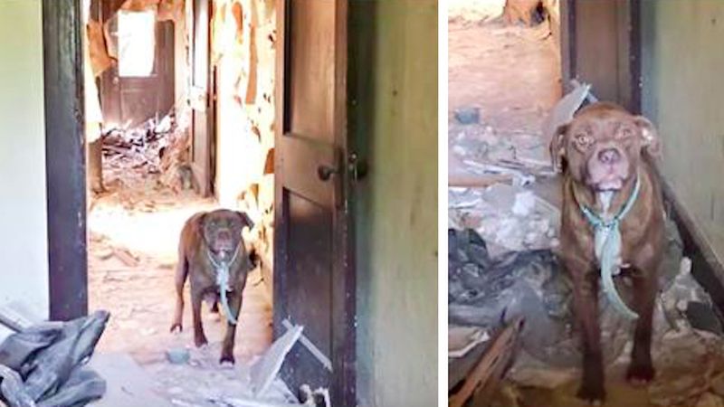 Agresywny pit bull strzegł opuszczonego domu. W środku ukrywał smutną tajemnicę